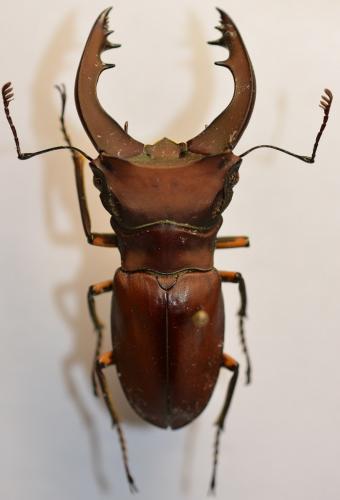 Cyclommatus margaritae